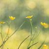 Butterblumen in der Frühlingssonne von Jille Zuidema