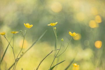 Buttercups in the spring sunshine