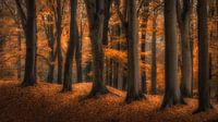 Autumn van Bart Hendrix thumbnail