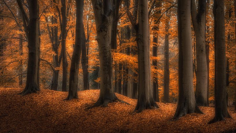 Autumn van Bart Hendrix