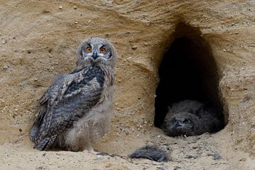 Eurasian Eagle Owls ( Bubo bubo ), young birds, playful, together at the entrance of their nest burr van wunderbare Erde