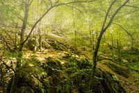Forêt mystique en été