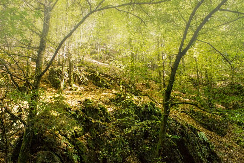 Mystic forest in summer by FellundFarbe