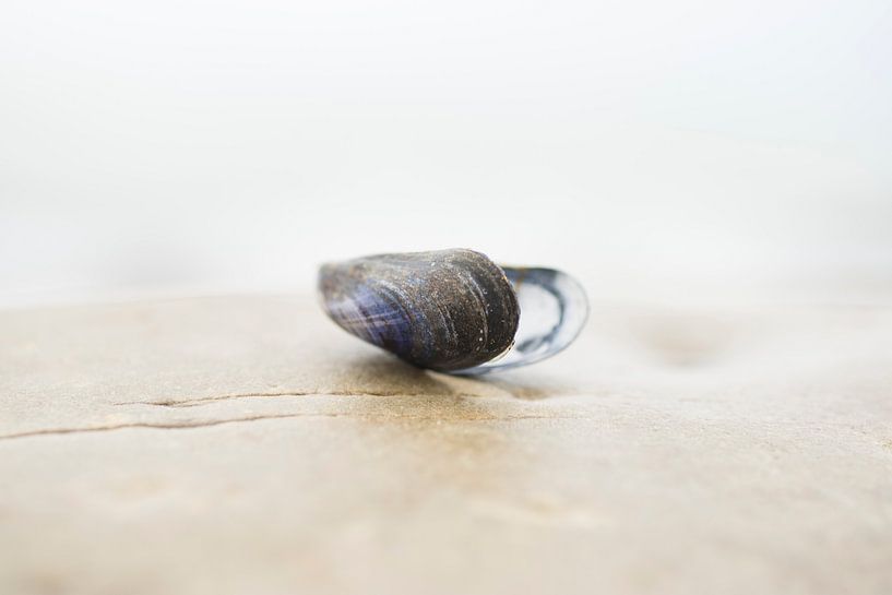 Silence (Mussel shell on the beach) by Birgitte Bergman