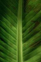 Blad nerven van een bananen plant
