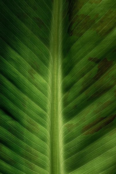 Blad nerven van een bananen plant van Samantha van Leeuwen