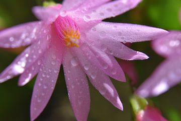 Een cactusbloem na de regen van Claude Laprise