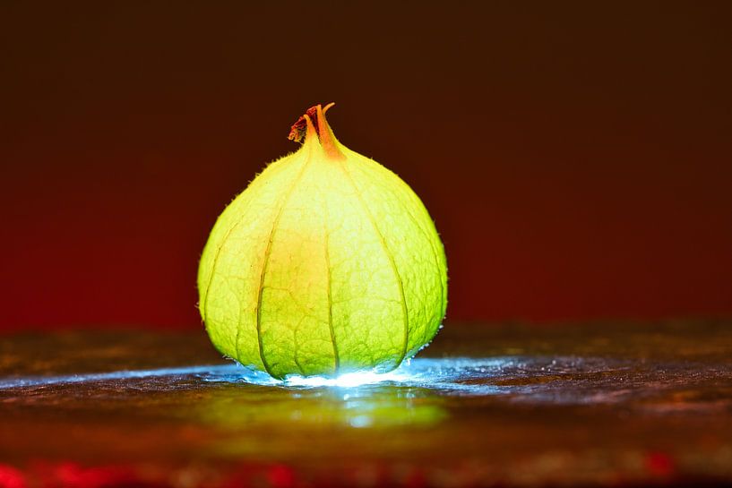 Physalis fruits with light spot by Martin Köbsch