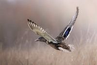 Wild one in flight