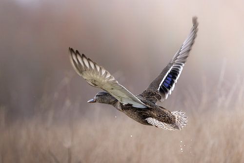 Oiseau sauvage en vol