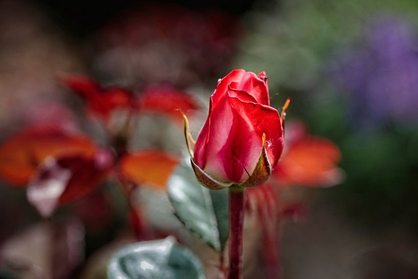 Red Rose by Rob Boon