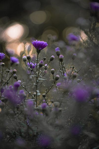 Bloemen part 487 van Tania Perneel