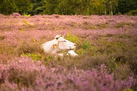 ontspannen middag tussen geurige heide by Lisa Jansen