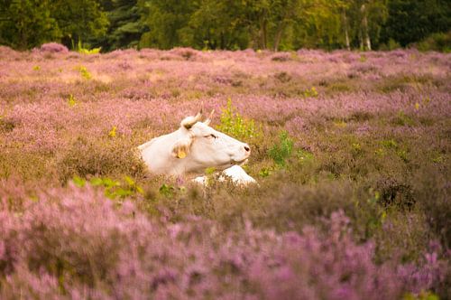 ontspannen middag tussen geurige heide