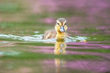 Junges Entenküken schwimmt im großen Teich von Francis Dost