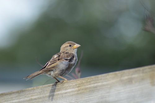 "Huismus" (house sparrow)