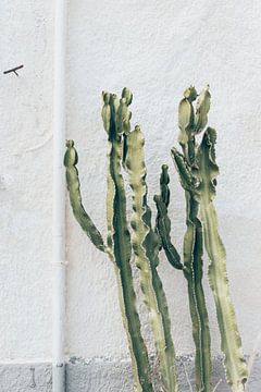 Cactus sur Gertrude van den Brink