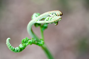 Beautiful shapes in the fern in the woods