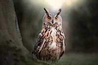 Peekaboo Owl in the forest