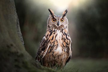 Peekaboo Owl in the forest by Aisa Joosten