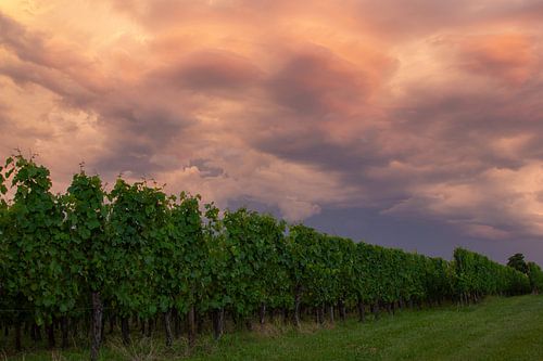 Wijnvelden in de Elzas, Frankrijk tijdens zonsondergang