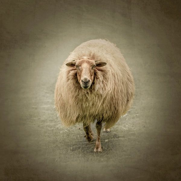 "I see you." Warm sheep in the meadow. by Alie Ekkelenkamp