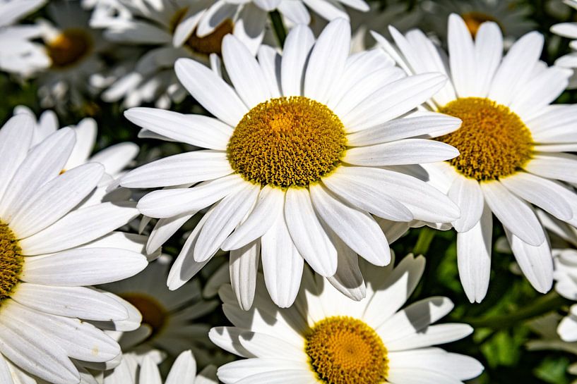 White daisies by Nicolette Suijkerbuijk