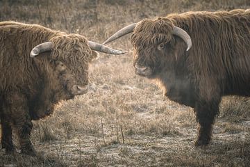 Schotse hooglander in natuurgebied van Dirk van Egmond