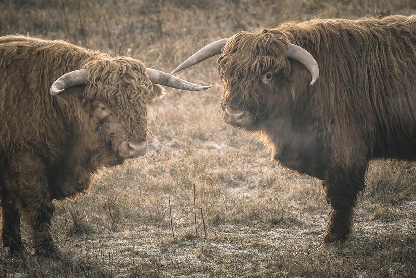 Scottish highlander in nature reserve by Dirk van Egmond