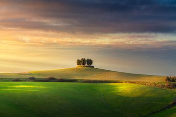 Cipressenbos op de top van een heuvel in Orciano Pisano van Stefano Orazzini