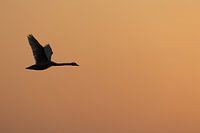 Early bird