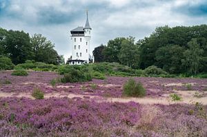 Sprengenberg op de Sallandse Heuvelrug in de zomer met bloesem van Sjoerd van der Wal Fotografie