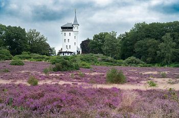 Sprengenberg at the Sallandse Heuvelrug during summer with bloss