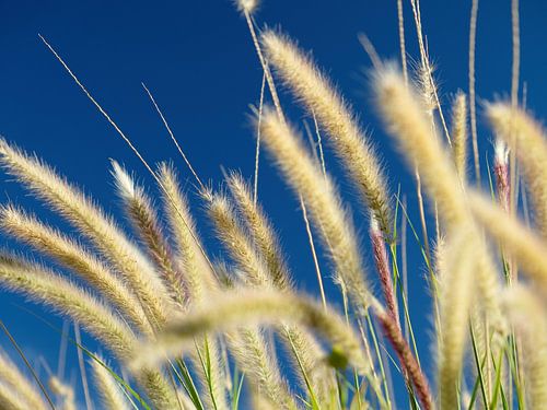 Sommertag mit wogendem Gras und Federn