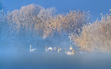 Blue Swan Lake, Hua Zhu van 1x