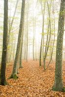 Im Nebelwald