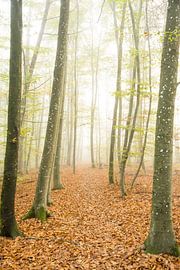 Dans la forêt nuageuse