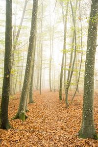 Dans la forêt nuageuse sur Peter Proksch