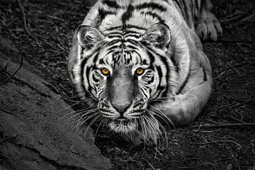 Close-up van een krachtige Siberische tijger van Chihong