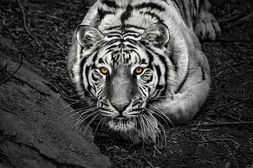 Close-up van een krachtige Siberische tijger