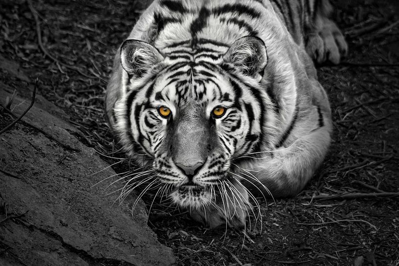 Nahaufnahme eines kräftigen sibirischen Tigers von Chi