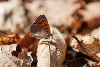 Papillon à la couleur de camouflage