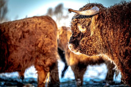 Highlanders écossais 1