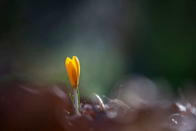 Radiant beauty by Willian Goedhart