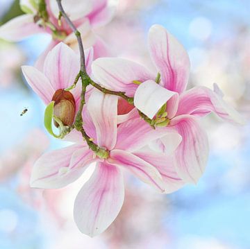 Magnolia by Jeannette Penris