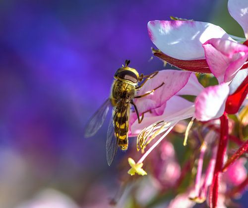 Macro d'un syrphe sur une fleur de bigaradier