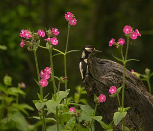 Buntspecht im Blumenfeld.
