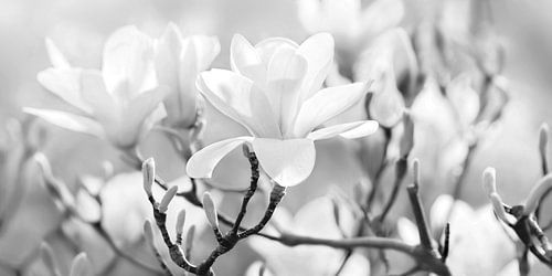 Magnolias by Violetta Honkisz