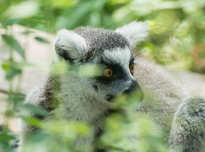 Ringelschwanzlemur von Hennie Zeij