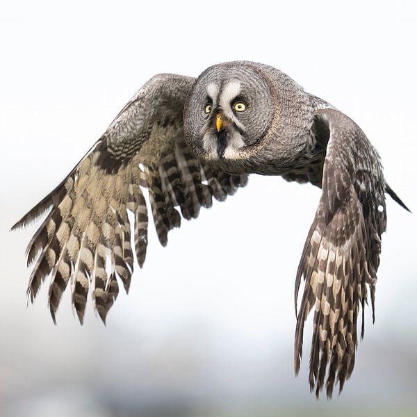 Lapland Owl by Jan van Vreede